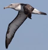albatroz's Avatar