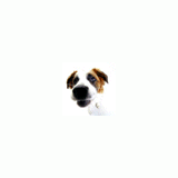 castman's Avatar