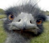 schofs's Avatar